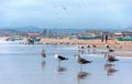 Seagulls at the beach looking for food